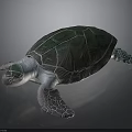Realistic Green Shell Turtle With White Body And Textured Fins On Black Background