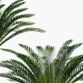 Tropical Palm Trees With Green Fronds And Various Sizes For Garden Landscaping