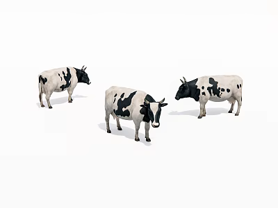 Three Black And White Spotted Cows Standing On White Background 3d model