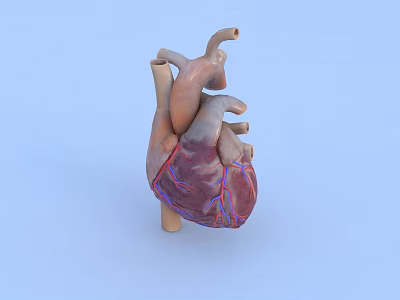 Detailed Human Heart 3D Anatomical Model with Blood Vessels on Blue Background 3d model