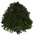Lush Green Arbor with Dense Foliage and Sturdy Trunk in Isolated View