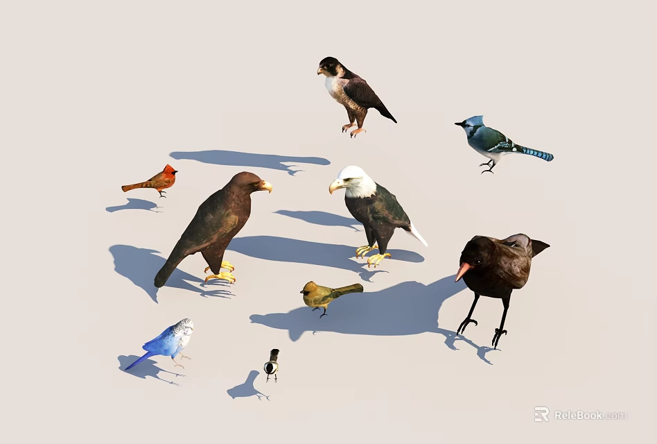 Various Species of Flying Birds Including Eagles Crows and Colorful Songbirds 3d model 