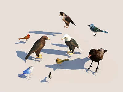 Various Species of Flying Birds Including Eagles Crows and Colorful Songbirds 3d model