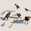 Various Species of Flying Birds Including Eagles Crows and Colorful Songbirds