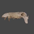 University of Wyoming Prehistoric Fossil Skull With Detailed Bone Structure