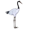 Flying Animal Crane With White And Gray Feathers Black Neck Long Legs And Beak