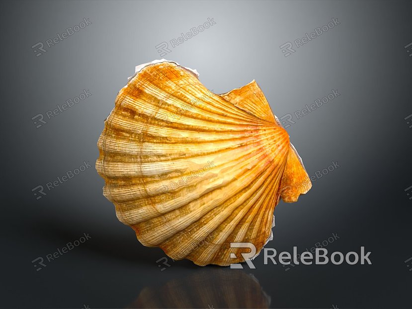 Shell Mussel Clam Freshwater Pearl Sea Water Pearl Nanyang Pearl White Pearl model