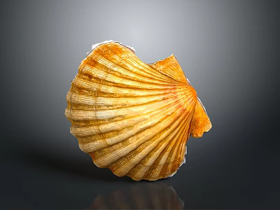 Beautiful Natural Orange Yellow Striped Scallop Shell As Decorative Household Item For Home Decor 3d model