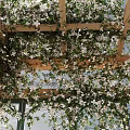 Lush Vines Covering Wooden Trellis With White Flowers And Sunlight Filtering Through