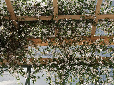 Lush Vines Covering Wooden Trellis With White Flowers And Sunlight Filtering Through 3d model