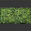 Lush Green Cube Shaped Plant Hedge With Dense Foliage And Trimmed Leaves