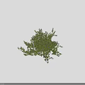 Green Leafy Shrubs With Purple Flowers For Garden Landscaping Lush Foliage And Vibrant Blooms