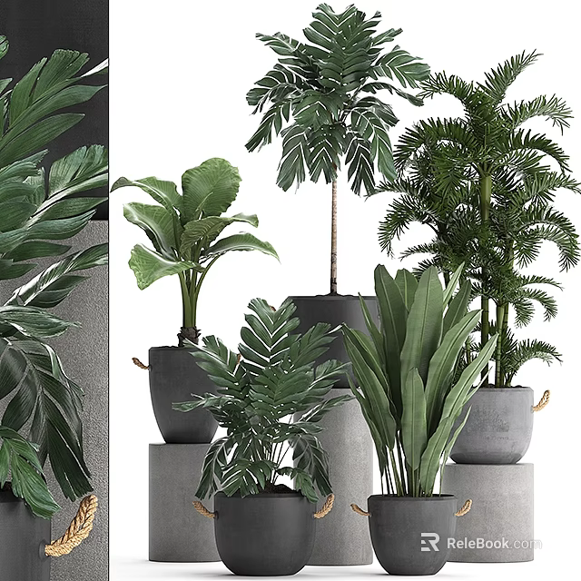 Various Green Potted Plants With Different Leaf Shapes In Gray Pots On Pedestals 3d model 