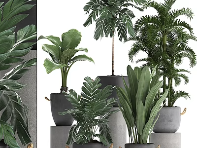 Various Green Potted Plants With Different Leaf Shapes In Gray Pots On Pedestals 3d model