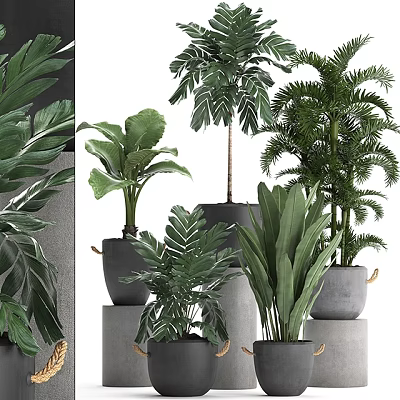 Various Green Potted Plants With Different Leaf Shapes In Gray Pots On Pedestals 3d model