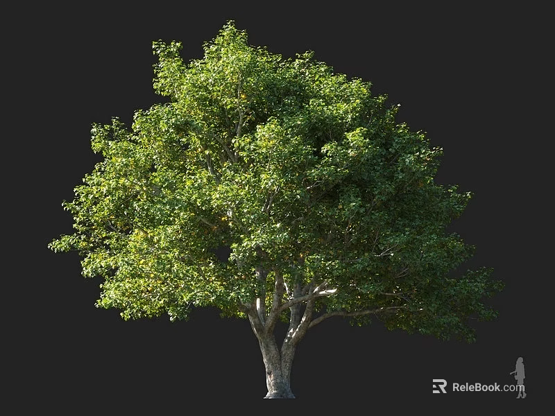 Lush Green Arbor Tree With Thick Trunk And Dense Leafy Canopy 3d model 