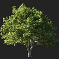 Lush Green Arbor Tree With Thick Trunk And Dense Leafy Canopy 3d model