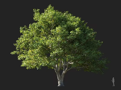 Lush Green Arbor Tree With Thick Trunk And Dense Leafy Canopy 3d model