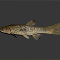 Detailed Spotted Brown And Black Freshwater Fish With Slender Body Fins And Tail