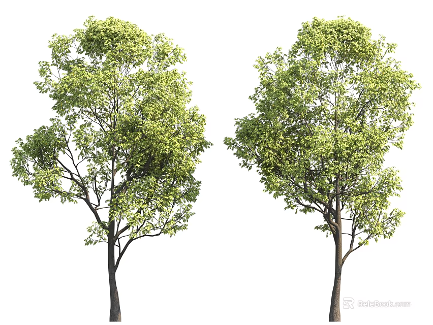 Two Green Trees With Lush Foliage And Brown Trunks In Natural View 3d model 