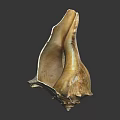 Close Up View Of Natural Spiral Conch Shell With Brown Textured Surface And Curved Edges