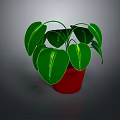 Green Leafy Houseplant with Large Vibrant Green Leaves in Red Pot