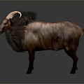Realistic Fluffy Goat With Curved Horns And Brown Fur Standing On Dark Background