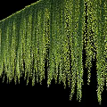 Lush Green Hanging Vines as Wall Decor with Natural Leafy Backdrop 3d model