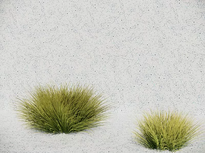 Lush Green Herbaceous Ground Cover Plants With Two Clumps On Light Outdoor Background 3d model