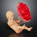 Detailed Fetal Model With Transparent Container And Red Organ Structure