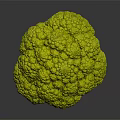 Vibrant Fresh Green Broccoli Head with Crisp Florets Isolated on Dark Background