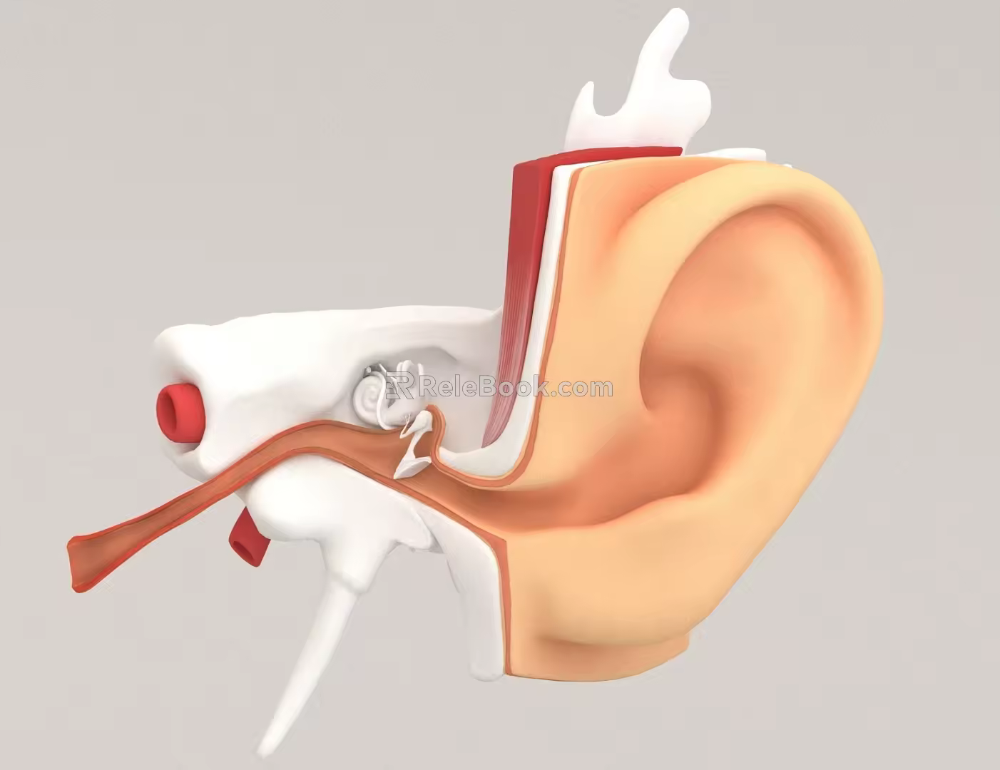 ear structure 3d model