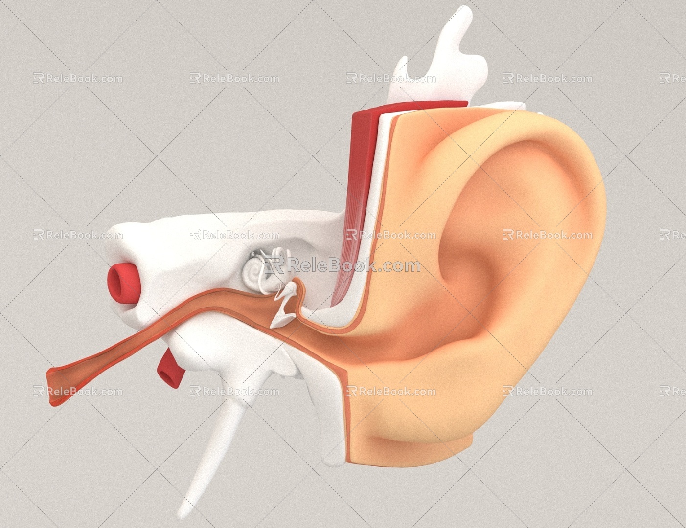 ear structure 3d model