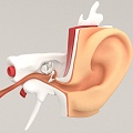 ear structure 3d model