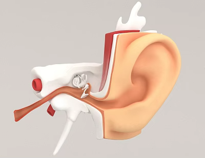 Medical Device Model Of Ear Anatomy For Clinical Education And Examination 3d model Medical Device Model Of Ear Anatomy For Clinical Education And Examination 3d model