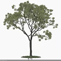 Beautiful Arbor With Lush Green Foliage Sturdy Straight Trunk And Natural Form