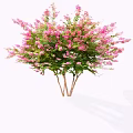 Beautiful Flowering Tree With Pink Blossoms Green Leaves And Multiple Trunks