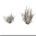 Two Clumps of Natural Leafless Dry Branches Plant on White Background