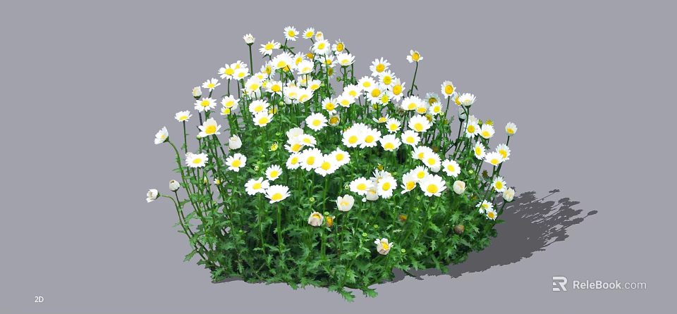 Lush White and Yellow Daisies with Green Leaves in a Vibrant Garden Cluster 3d model 