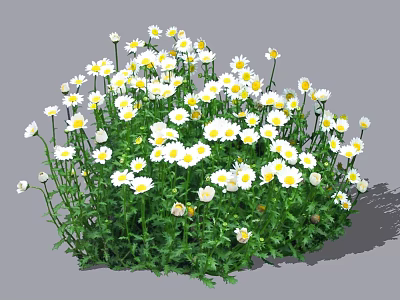 Lush White and Yellow Daisies with Green Leaves in a Vibrant Garden Cluster 3d model