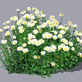 Lush White and Yellow Daisies with Green Leaves in a Vibrant Garden Cluster