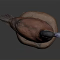 Detailed Duck Taxidermy Mount On Brown Base With Dark Background