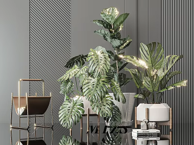Large Leaf Monstera Potted Plants In White Planters For Modern Interior 3d model