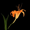 Fresh Edible Orange Daylily Flower With Green Leaves On Black Background