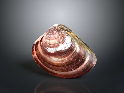 Colorful Striped Clam Shell Aquatic Animal With Shiny Surface And Natural Texture 3d model