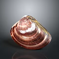 Colorful Striped Clam Shell Aquatic Animal With Shiny Surface And Natural Texture
