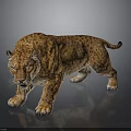 Leopard With Spotted Fur In Walking Stance Isolated On Gray Background