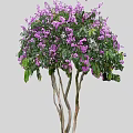 Various Types Of Colorful Flowering Trees With Diverse Foliage And Shapes
