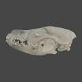 Anatomical Animal Skull Skeleton Displaying Visible Teeth And Bone Details