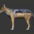 Realistic 3D Wild Jackal Figure with Gray Blue Brown Fur Standing on Dark Surface